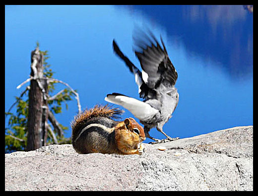 chipmunk